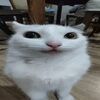 onoocean
